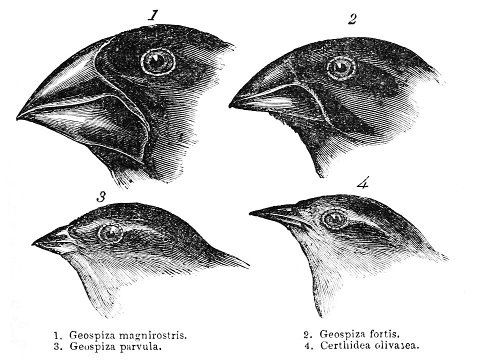 Four engraved finch heads arranged in a square, each with a markedly different beak, from the deep blunt crusher to the fine probing bill.